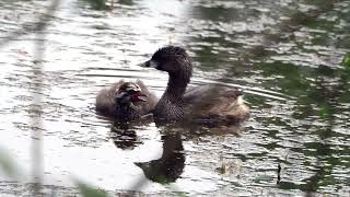 Piedbilled Grebe and begging chick [upl. by Foah]