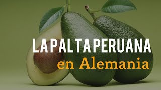 La palta peruana en Alemania [upl. by Ardnac]