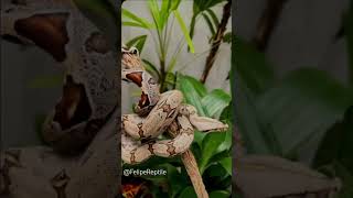 jiboia boaconstrictor edit capcut [upl. by Atnauqal]