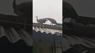 peahens eating show on morning lunch 😲😳🤩😍viralvideo trending morni ytshorts nationalbirdsvideo [upl. by Yance]