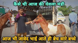 देखीये आज की मंडी कैसी थी।।येवला घोडा मंडी।।Yeola Horse Market 2022  Cheapest Horse Market [upl. by Glassco]