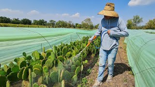 FERTILIZANTES PARA PRODUCIR MUCHOS NOPALES [upl. by Yrahk295]