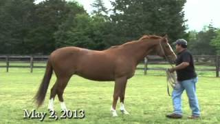 The Bartonella Horse [upl. by Ahsai]