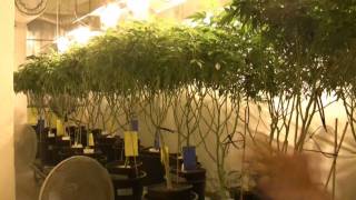 22 CIATV  Das GrowshopSpezial 2 AufzuchtVermehrung [upl. by Ximenez295]