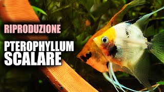 Riproduzione SCALARE in Acquario Guida Completa [upl. by Thora]