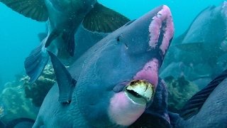 Feeding Humphead Parrotfish  Blue Planet  BBC Earth [upl. by Kissie]