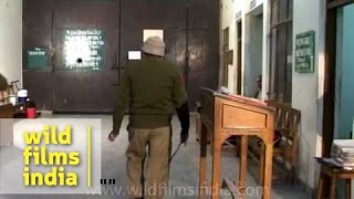 Tihar Jail attendance and rollcall [upl. by Etakyram]