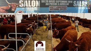 145e CONCOURS NATIONAL SALERS à Aurillac  Journée du Vendredi 20 sept 2019 [upl. by Andros]