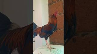 Pollo de 8 meses assel gallosjm gamefarm fino gallofino corridos music regionalmexicano [upl. by Dituri]