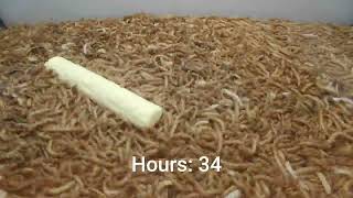 10 000 Mealworms vs Kinder Duplo [upl. by Meluhs]