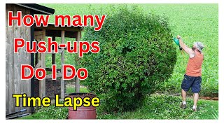 How Many push ups Trimming my Bush timelapse [upl. by Cochard783]