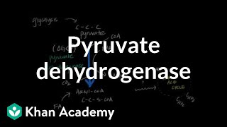 Regulation of Pyruvate Dehydrogenase [upl. by Ydnih]