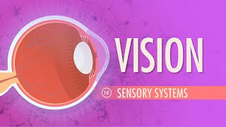 Vision Crash Course Anatomy amp Physiology 18 [upl. by Nosauq770]