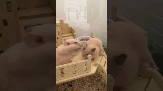 Pet hamsters fight for food in Jiangsu Province China [upl. by Aleina]