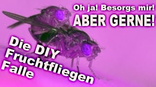 Die Fruchtfliegen Falle  Diy  German  deutsch [upl. by Sherborn]