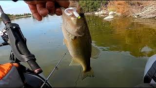 Fishing at Santa Fe Dam on a Float tube Dinker fest [upl. by Keare]