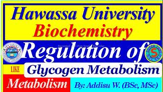 Regulation of Glycogen Metabolism glycogenolysis glycogenesis carbohydrates metabolism review [upl. by Ahl646]