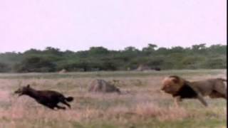 Lion king kills the queen of hyenas Rate My Science [upl. by Targett]