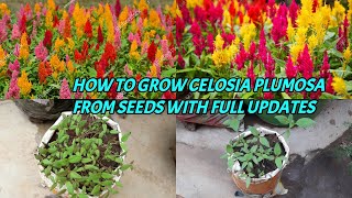 HOW TO GROW CELOSIA PLUMOSA FROM SEEDS WITH FULL UPDATES [upl. by Anaes]