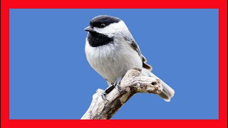 Carolina Chickadee Song Carolina Chickadee Call Carbonero De Carolina Canto Poecile Carolinensis [upl. by Yul]