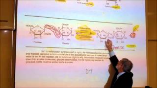 BIOLOGICAL CHEMISTRISTY PART 1 MONOSACCHARIDES amp DISACCHARIDES by Professor Fink [upl. by Emmet134]