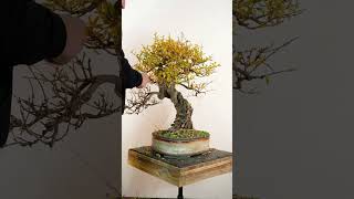 Deciduous bonsai bonsai bonsaitechniques [upl. by Elyag]