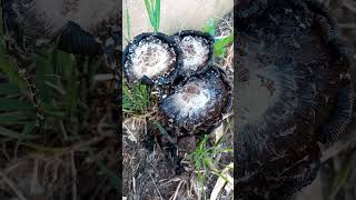 Hongo Coprinus comatus Familia Agaricaceae [upl. by Ardnaed918]