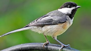 🐧 BlackCapped Chickadee Fascinating Process of Identifying and Eating Sunflower Seeds [upl. by Aikyt365]