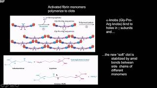 Clotting cascades [upl. by Cinelli]