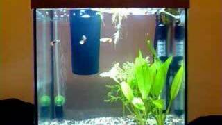 Aquarium Tetra AquaArt 30 litres 10 gallons [upl. by Kirad]