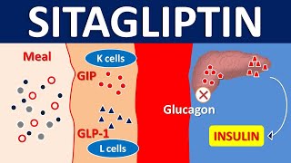 Sitagliptin for type 2 diabetes mellitus  DPP 4 inhibitor  Mechanism precautions amp side effects [upl. by Ydnat]