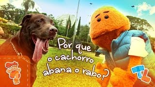 POR QUE O CACHORRO ABANA O RABO TicolicosEP29 [upl. by Chilt]