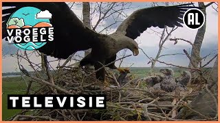 Beleef de Lente  8  TV  Vroege Vogels [upl. by Nedap]