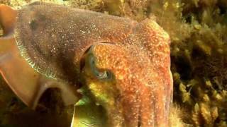 Australian Giant Cuttlefish Sepia apama  Riesensepia 2 [upl. by Lertnahs]