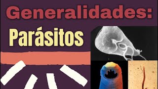 Generalidades de Parásitos Clasificación parasitos parasitologia microbiología [upl. by Rhine251]