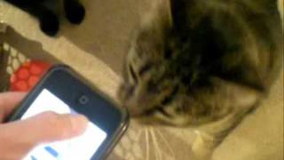 Cat Piano iPhone App Meets Hissy amp Philip [upl. by Anir]