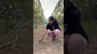 Saffron plantation in Kashmir puthettutravelvlog jelajaratheesh saffron kashmir india travel [upl. by Dohsar283]