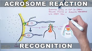 Acrosome Reaction in Sea Urchin [upl. by Onitnatsnoc]