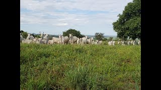 FAZENDA A VENDA EM GOIANÉSIA  GOIÁS [upl. by Payson147]