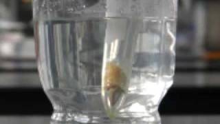 Extracting limonene using liquid carbon dioxide [upl. by Suzan614]