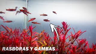 LA RASBORA MOSQUITO ES MEJOR QUE UN GUPPY PARA LAS GAMBAS [upl. by Janka]