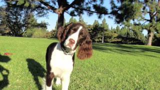 English springer Spaniel [upl. by Deedahs777]