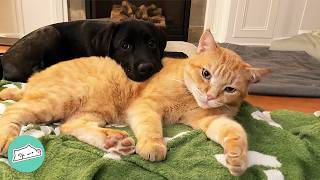 Bossy Cat Ruled The House Until Baby Lab Changed Everything  Cuddle Buddies [upl. by Lebasiram]