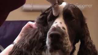 Grooming Guide  English Springer Spaniel  ShowCompetition  Pro Groomer [upl. by Sutsugua]