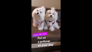 HOW TO put on a pullover on your dog  Bellissibolo Bolognese [upl. by Omik]