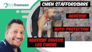 SaintEtienne on va éduquer un chien American Staffordshire Terrier agressif avec un lama [upl. by Elwin]