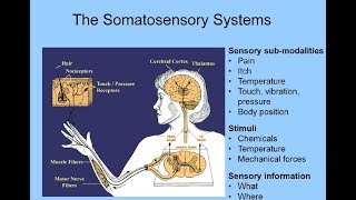 Somatosensory System [upl. by Yahsat364]