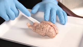 Carolina Quick Tip® Sheep Brain Dissection [upl. by Sivehc193]