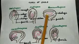 Types of ovule in Tamil class 12 Botany [upl. by Kama]