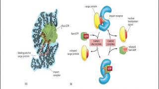 Nuclear Protein receptor [upl. by Wales]